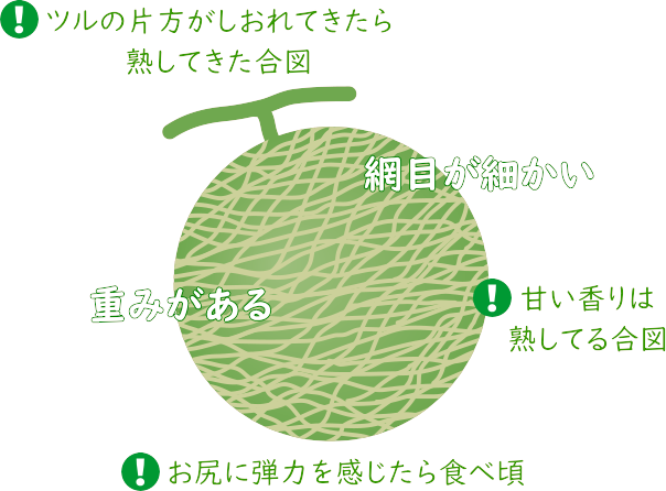 メロンの見分け方　肥後グリーン　松本園芸農場　メロン産地直送