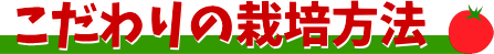 こだわりの栽培方法　ミニトマト　熊本　松本園芸農場　八代トマト