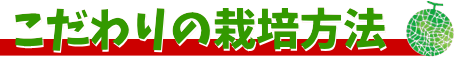 松本園芸農場　熊本八代　メロン　ミニトマト
