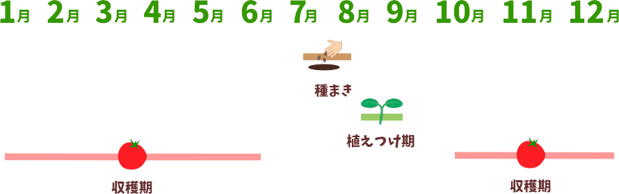 松本園芸農場 熊本 ミニトマト メロン 肥後グリーン 産地直送