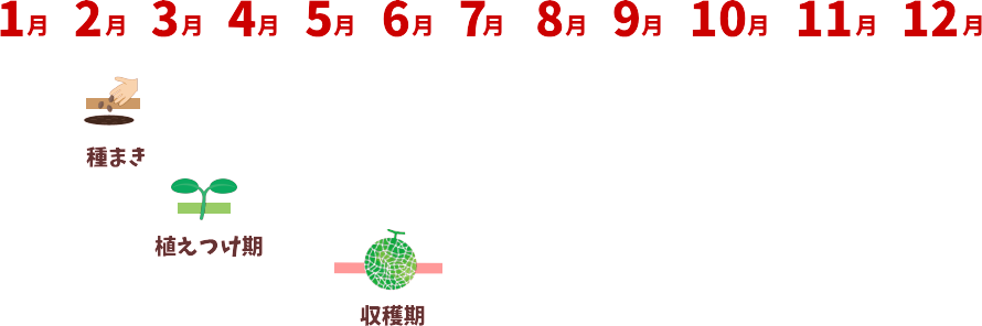 肥後グリーン　産地直送　熊本八代メロン　松本園芸農場