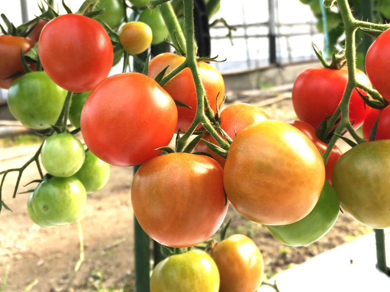 熊本 ミニトマト 産地直送 松本園芸農場 八代市