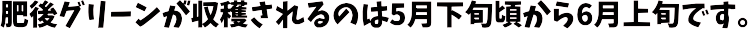 肥後グリーンの収穫時期　松本園芸農場　熊本八代　郡築倶楽部