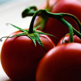 ミニトマト 産地直送 甘くて濃いトマト 松本園芸農場 熊本八代