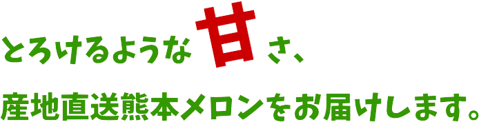 肥後グリーンメロン　松本園芸農場　産地直送